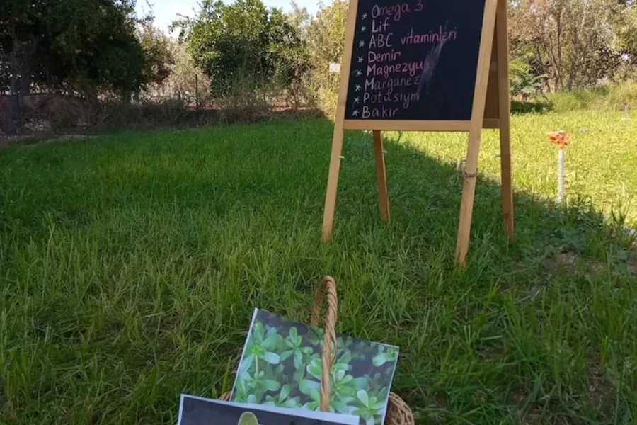 Oksijen Bahçesi 150 m² sera — bitki gözlemi